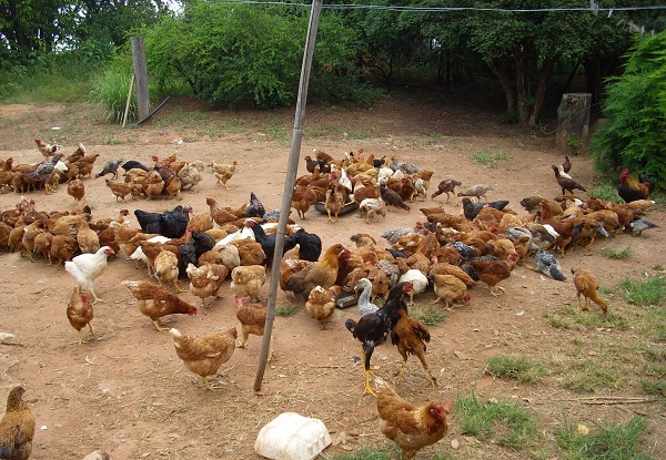 Criando galinhas e frangos caipiras conforme as normas técnicas