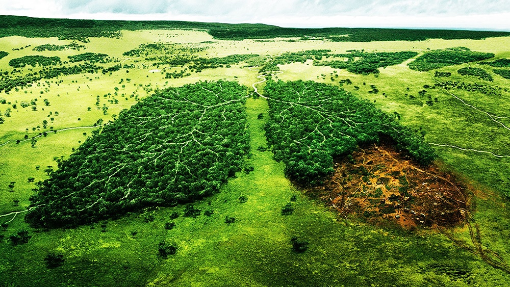 O manejo sustentável das florestas