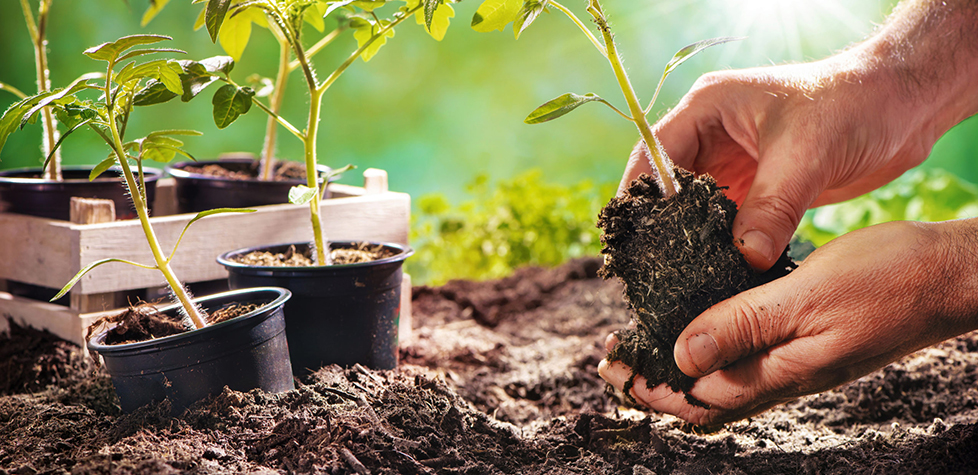 O potencial ecotoxicológico de solos