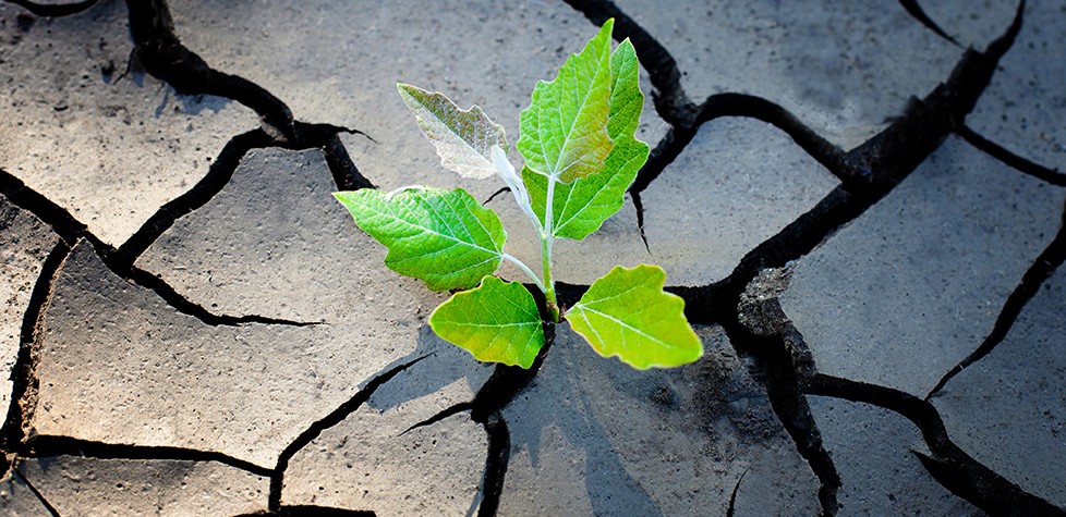 Os princípios da resiliência organizacional