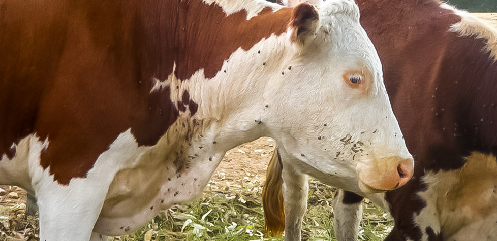 Os prejuízos dos carrapatos na pecuária bovina