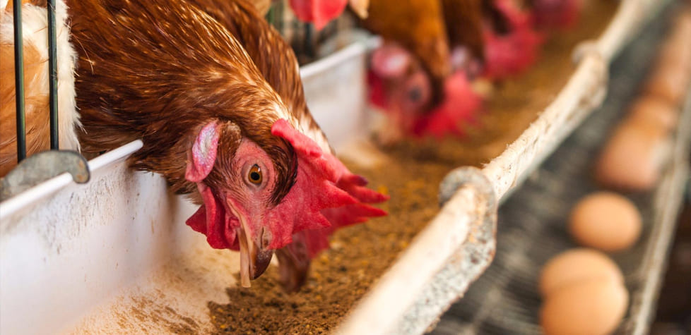 A nutrição com sabor e qualidade ajuda a garantir o bem-estar animal