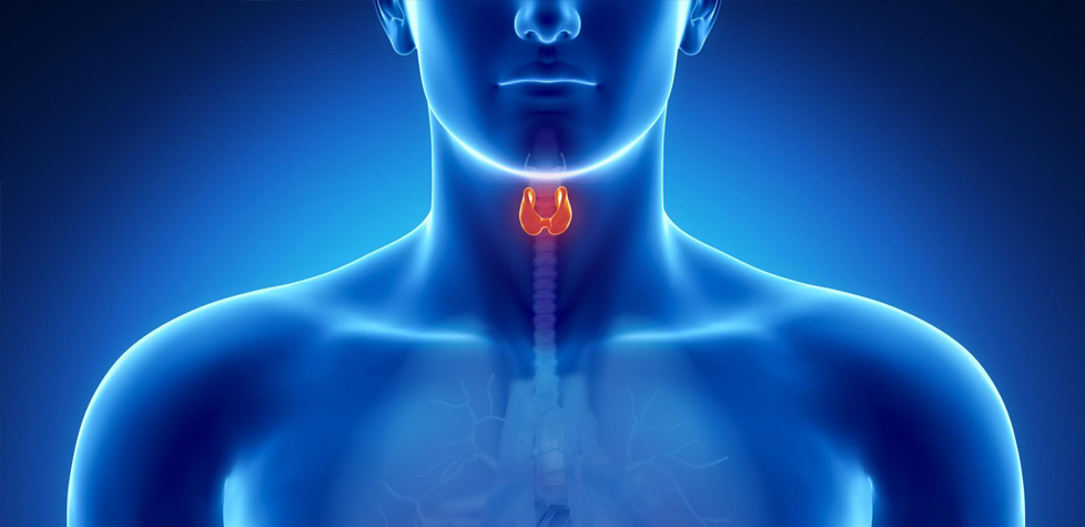 Gestão em saúde: a tireoide é fundamental para o equilíbrio do organismo
