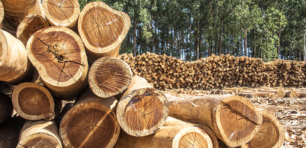 As peças roliças preservadas de eucalipto para construções rurais