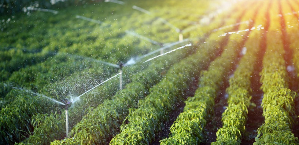 A irrigação sempre vai influenciar no sucesso da agricultura