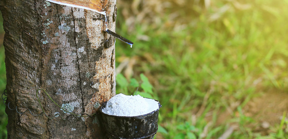 Como executar o ensaio de avaliação da borracha natural