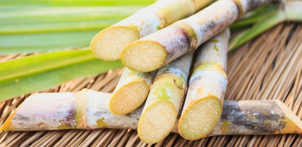 A relação de doçura entre o Brasil e a cana-de-açúcar