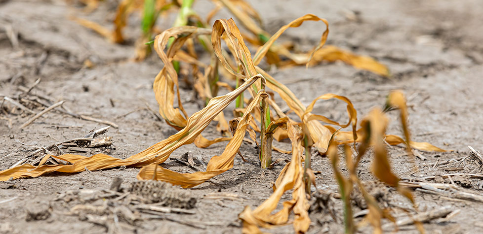 Os impactos da estiagem e das altas temperaturas no agronegócio