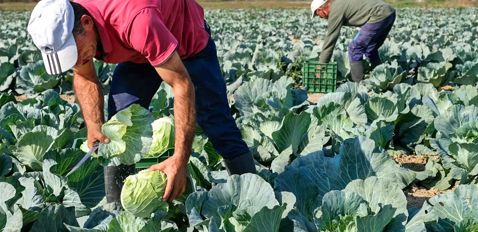Mantendo um ambiente higiênico e a segurança dos alimentos na agricultura