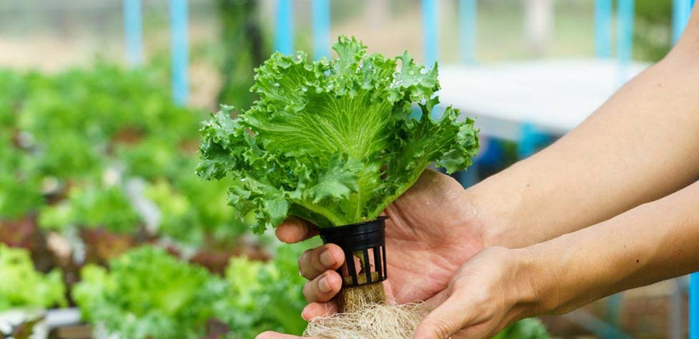 A segurança dos alimentos deve ser uma responsabilidade de todos