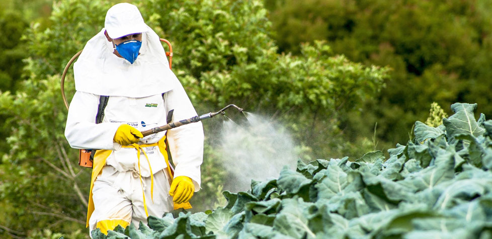 A determinação dos resíduos de pesticidas organoclorados em amostras de águas