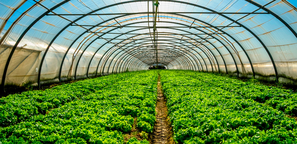 A conformidade das telas para sombreamento e proteção para o cultivo protegido