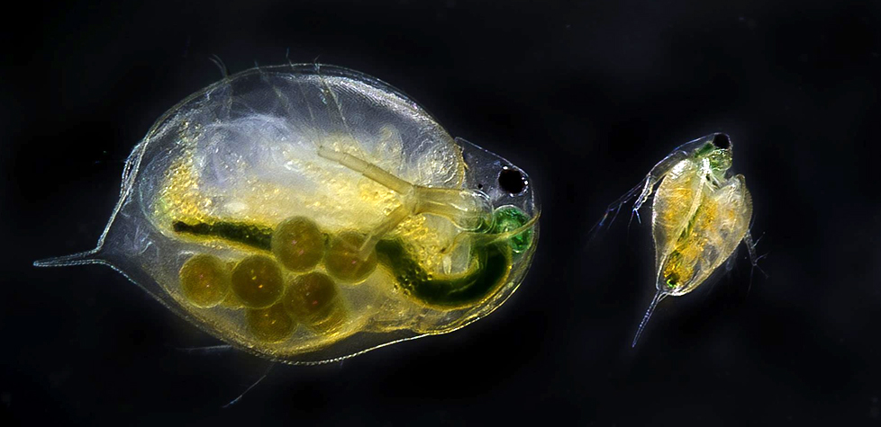 A determinação da toxicidade da água com substâncias da Daphnia magna