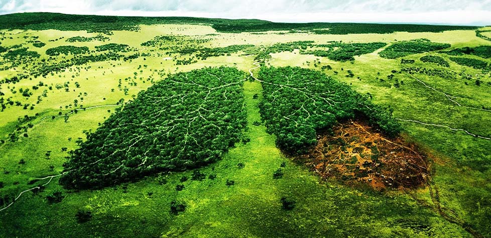 O manejo sustentável das florestas
