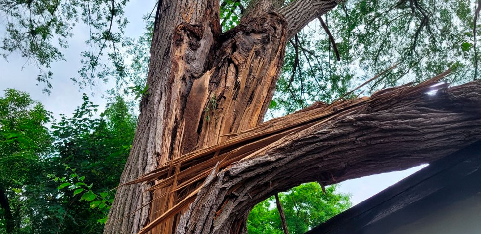 Avaliando os riscos das árvores em áreas urbanas