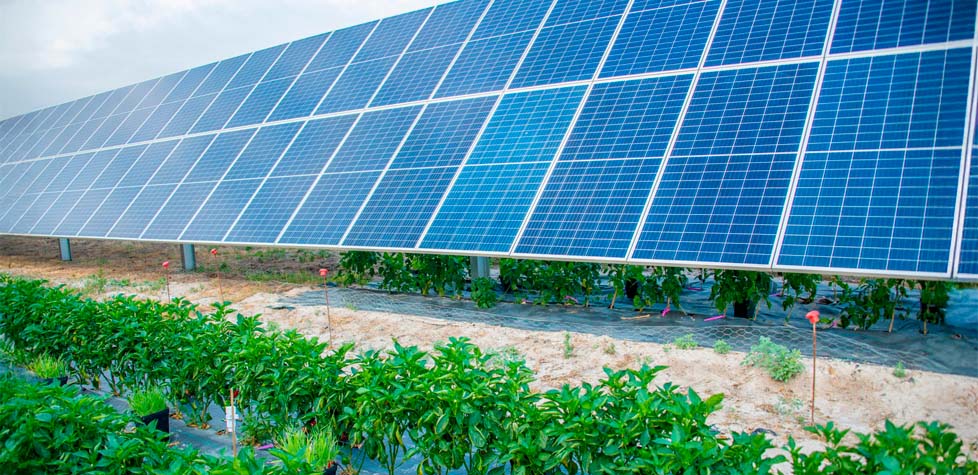 O impulso para a agrovoltaica