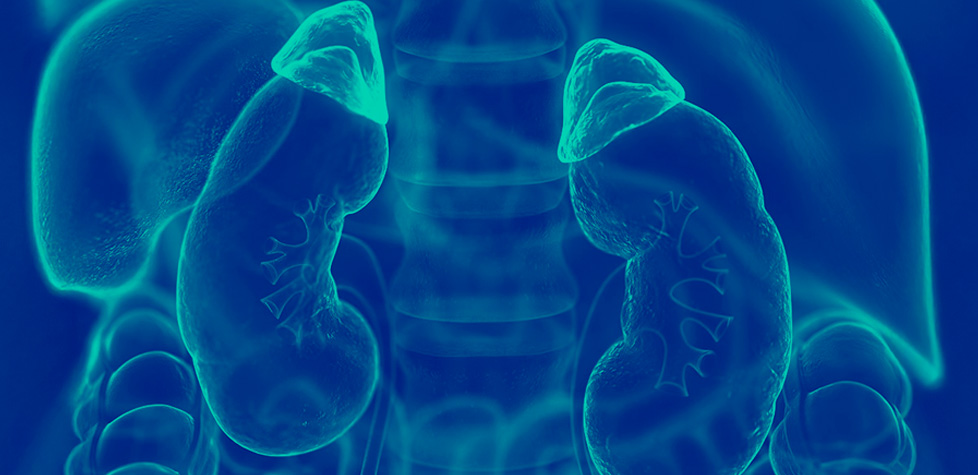As diretrizes terapêuticas da insuficiência adrenal