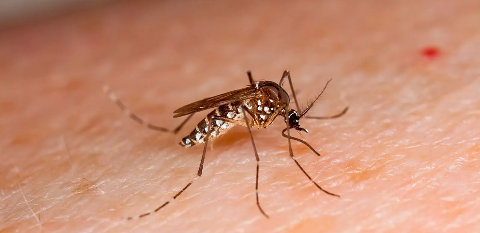Os riscos de contrair a dengue
