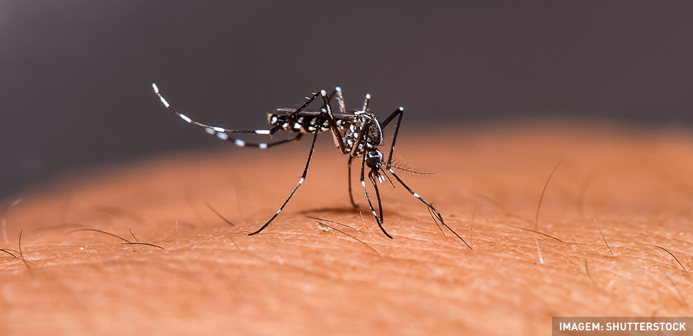 As causas médicas da febre amarela