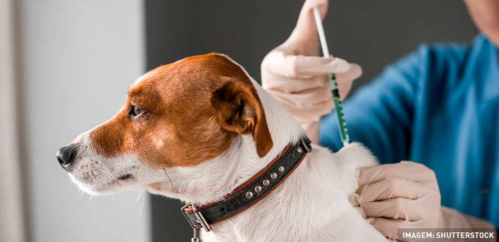 A transmissão e a caracterização da raiva humana