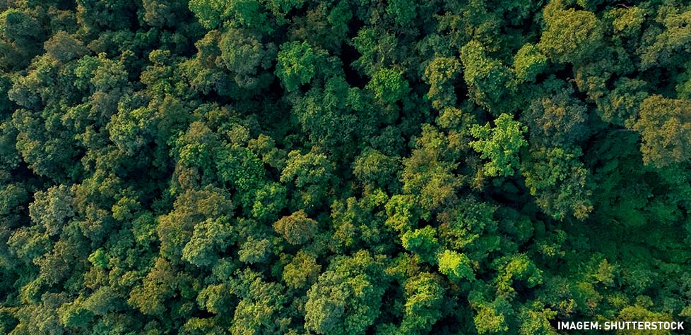 As novas perspectivas para o mercado voluntário de carbono