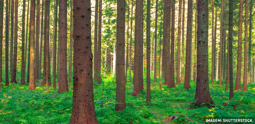 Os indicadores para os cuidados das plantações florestais