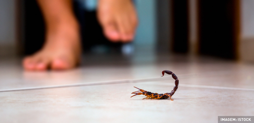 As diretrizes terapêuticas de acidentes escorpiônicos