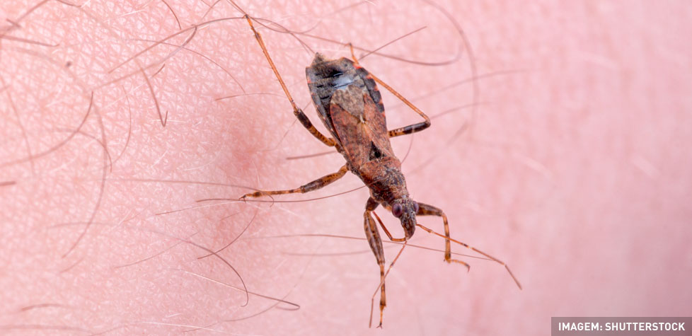 Os sintomas e as causas da doença de Chagas Os sintomas e as causas da doença de Chagas