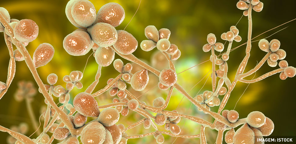 As causas clínicas da esporotricose