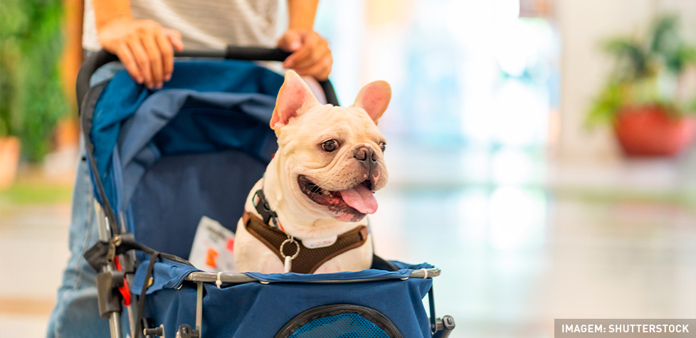 As recomendações normativas para os estabelecimentos pet friendly em shoppings centers